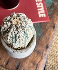 【1点もの】Astrophytum asterias 'Superkabuto' スーパー兜