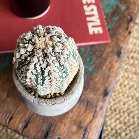 【1点もの】Astrophytum asterias 'Superkabuto' スーパー兜