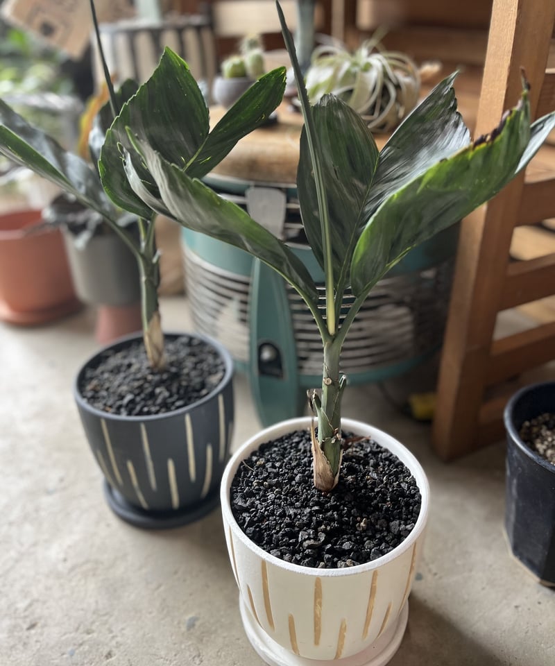 Chamaedorea tenella チャメドレア メタリカ／テネラ | ¨MONKEY