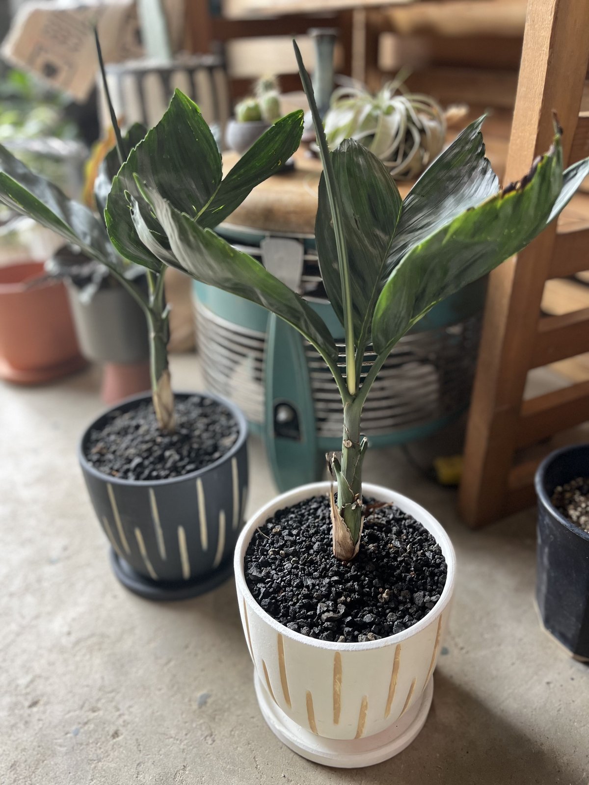 Chamaedorea tenella チャメドレア メタリカ／テネラ | ¨MONKEY