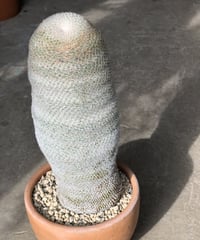 【1点もの】Mammillaria albilanata マミラリア希望丸