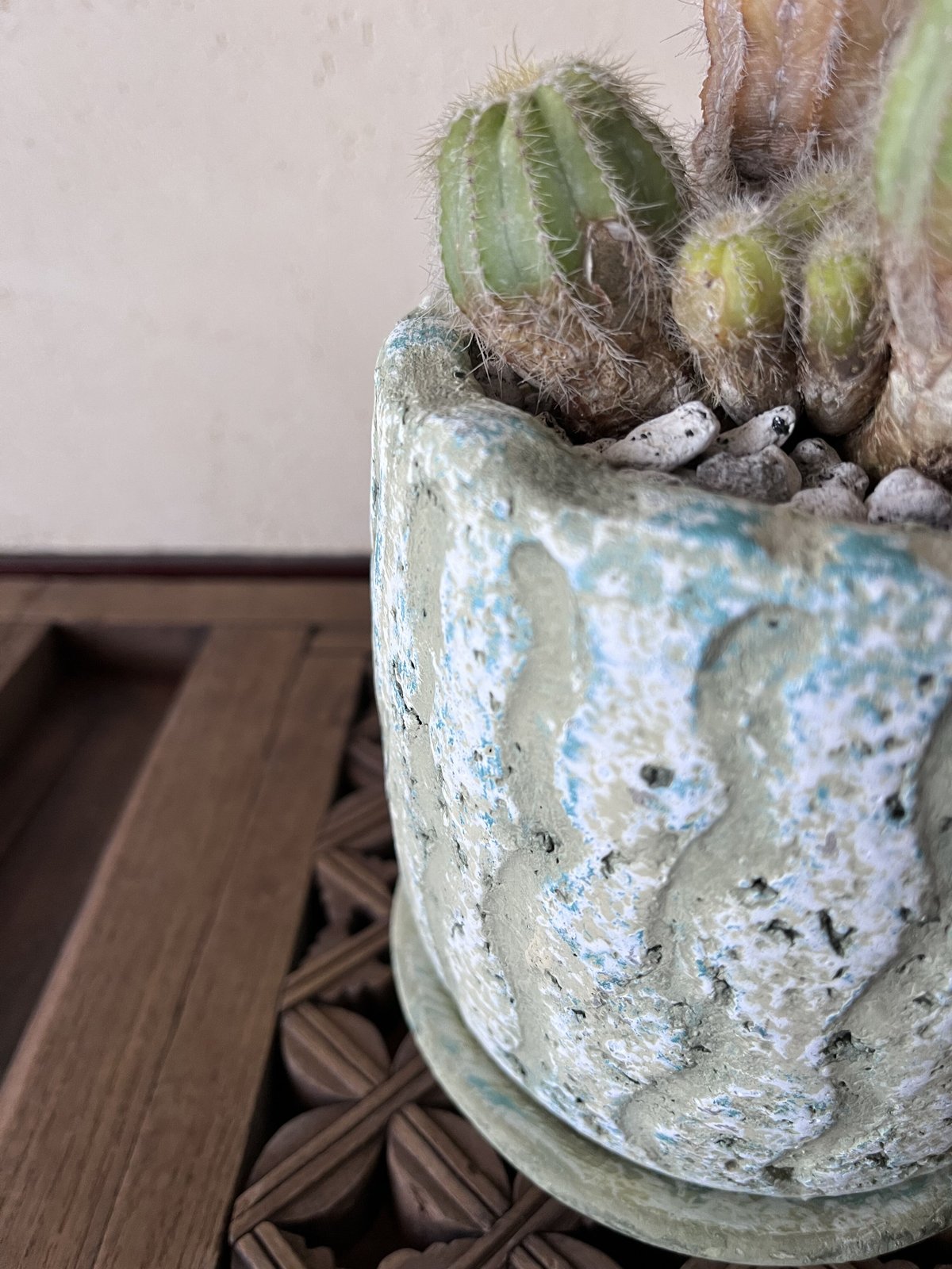 英冠丸 群生 エリオカクタス属 Eriocactus Magnificus 1点もの】Eriocactus magnificus マグニフィカス 英冠玉 群生株