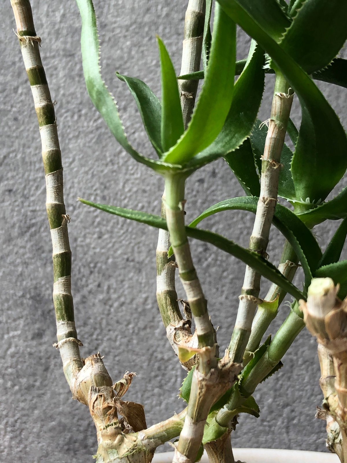 Aloe SP 青々錦 | ¨MONKEY TREE¨ by SABOTEN MISSILE