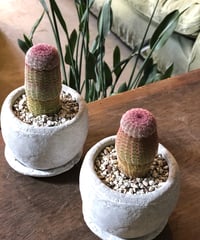 1点もの】Polaskia chichipe silver crystata 雷神閣綴化 |