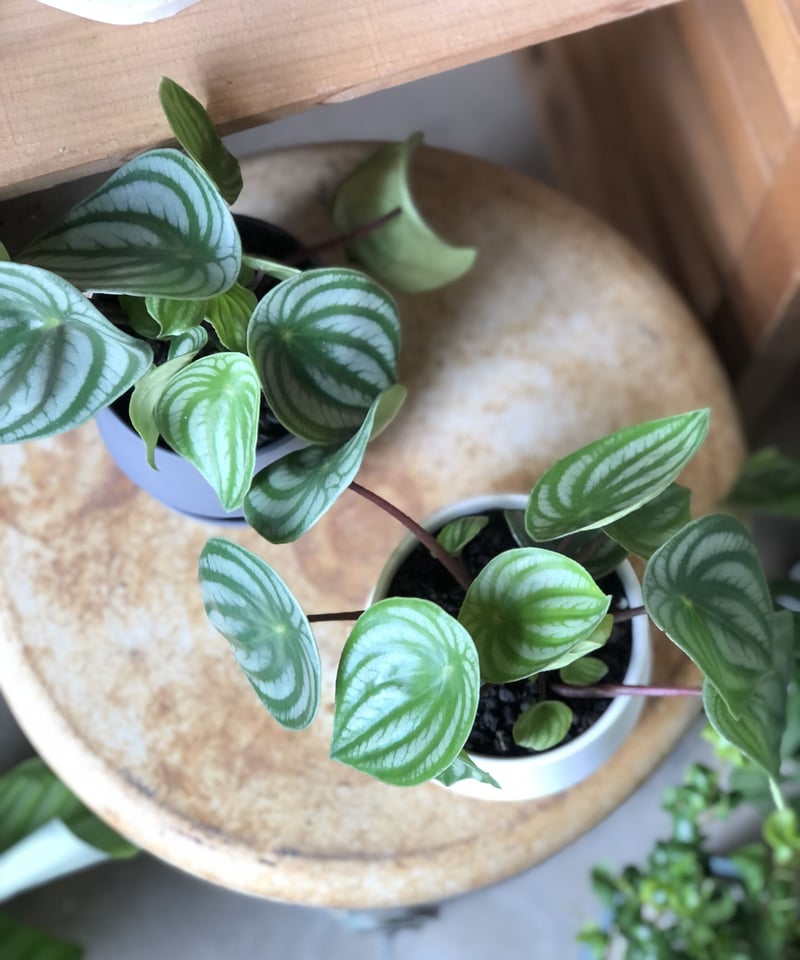 Peperomia argyreia variegated/スイカ ペペロニア⑤ Peperomia argyreia variegated/スイカ ペペロニア⑤ Peperomia