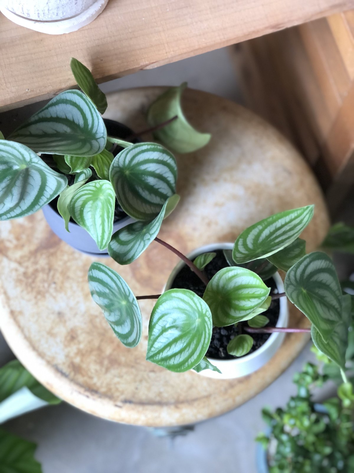 Peperomia argyreia スイカぺぺ | ¨MONKEY TREE¨ by SA Peperomia argyreia スイカぺぺ | ¨MONKEY TREE¨ by SA