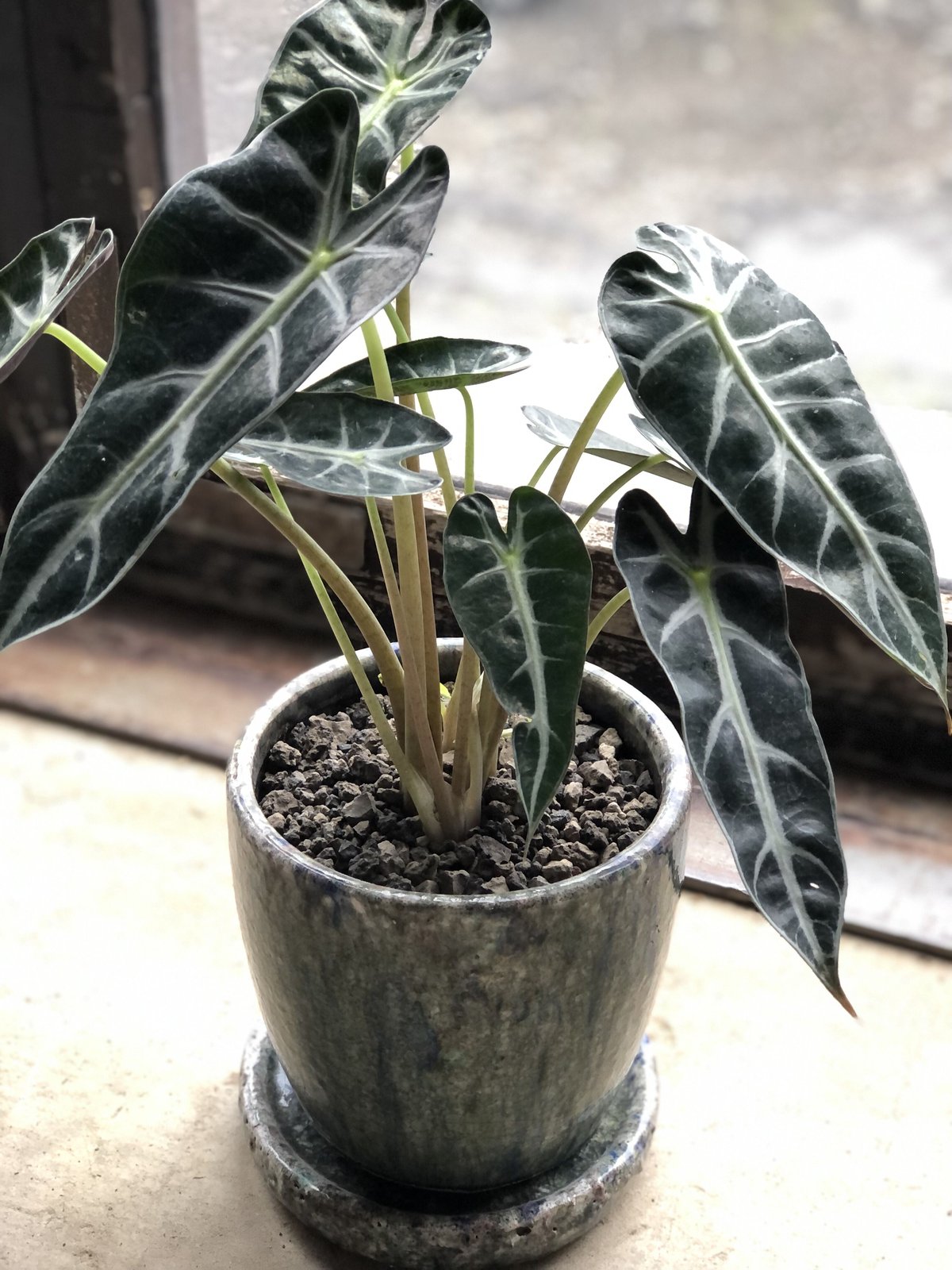1点もの】Alocasia Bambino Arrow アロカシア バンビーノ | ¨MON 1点もの】Alocasia Bambino Arrow アロカシア バンビーノ | ¨MON