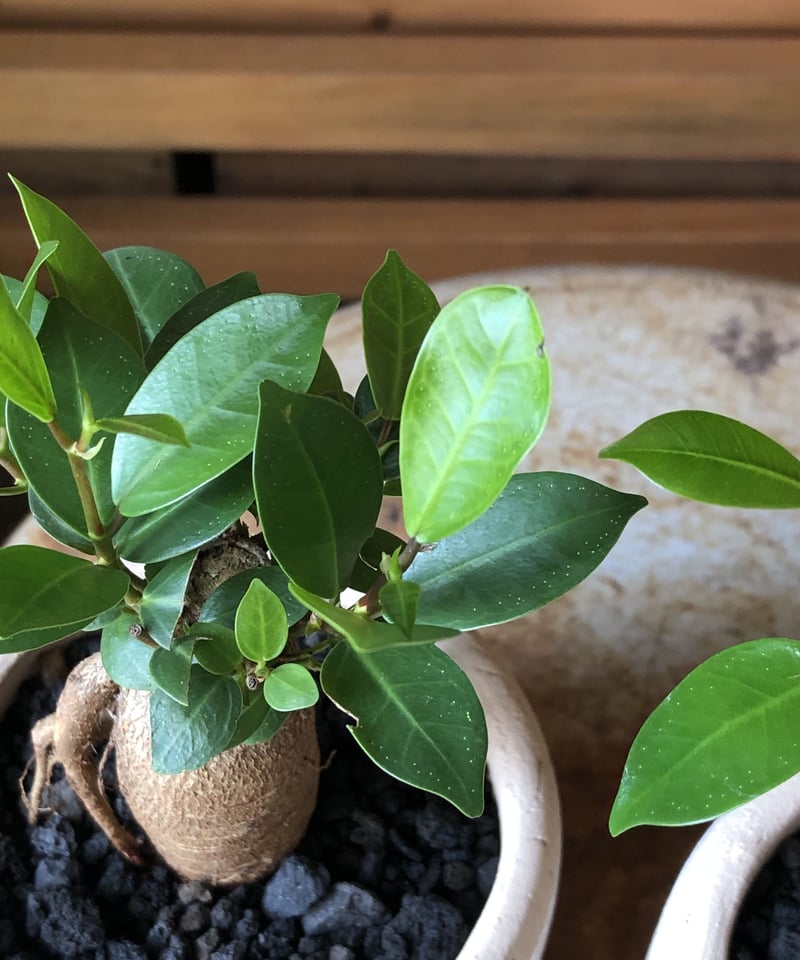 Ficus malacocarpa ガジュマル | ¨MONKEY TREE¨ by SABO