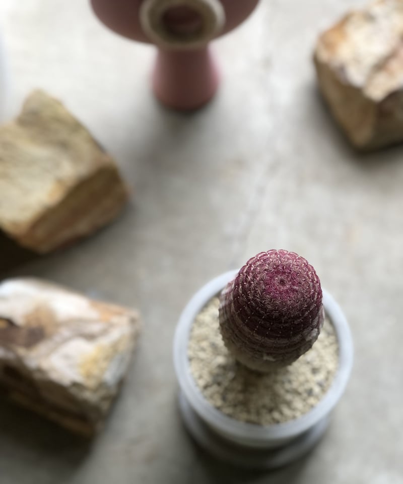 ロフォセレウス 羅漢丸 珍品 ロフォセレウス 羅漢丸 珍品 ロホセレウス