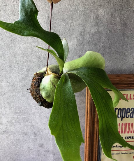 【1点もの】 Platycerium コウモリラン
