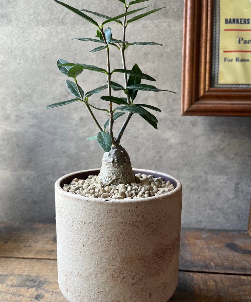 Fockea edulis フォッケア エデュリス 火星人 | ¨MONKEY TREE¨