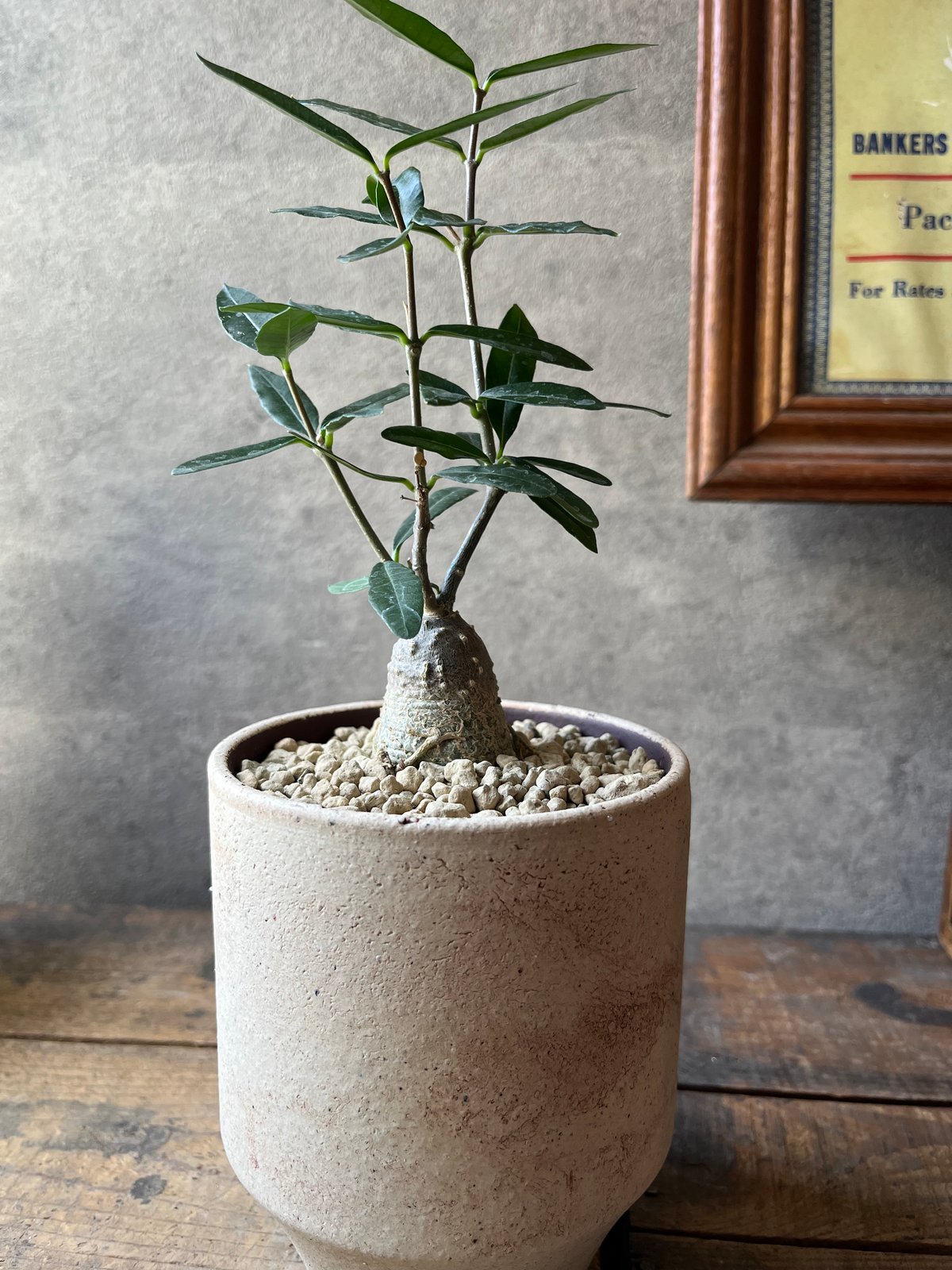 Fockea edulis フォッケア エデュリス 火星人 | ¨MONKEY TREE¨