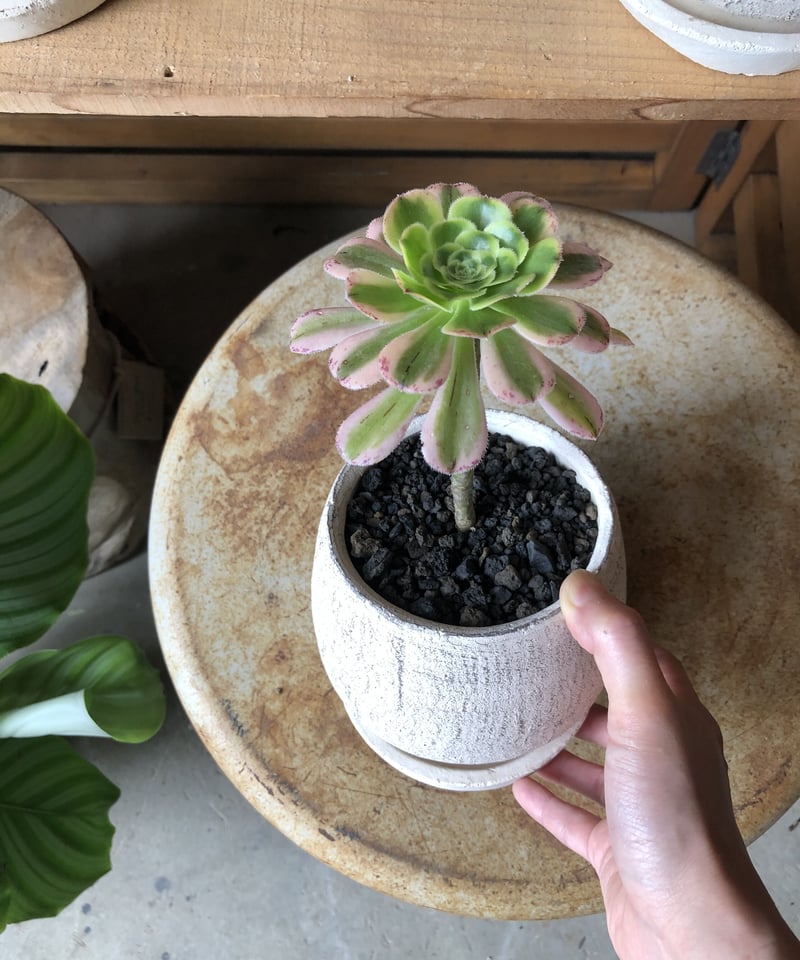 Aeonium アエオニウム艶日傘 | ¨MONKEY TREE¨ by SABOTEN