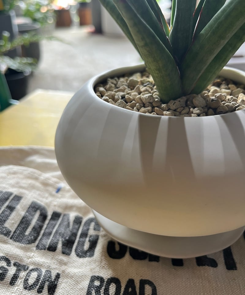 n*i様 サンスベリア ボブ 子株 サンセベリア sansevieria bob n*i様 サンスベリア ボブ 子株 サンセベリア sansevieria bob