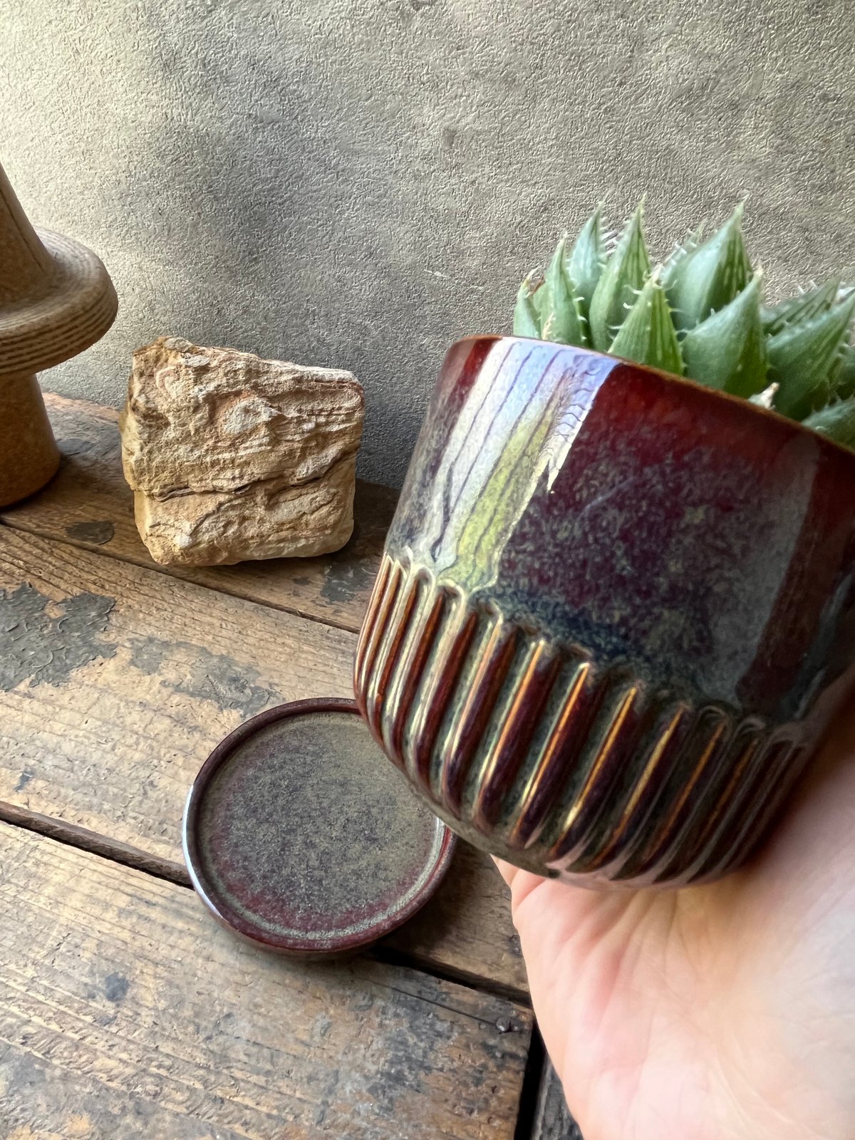 Haworthia bolusii ハオルチア ボルシー | ¨MONKEY TREE¨ by