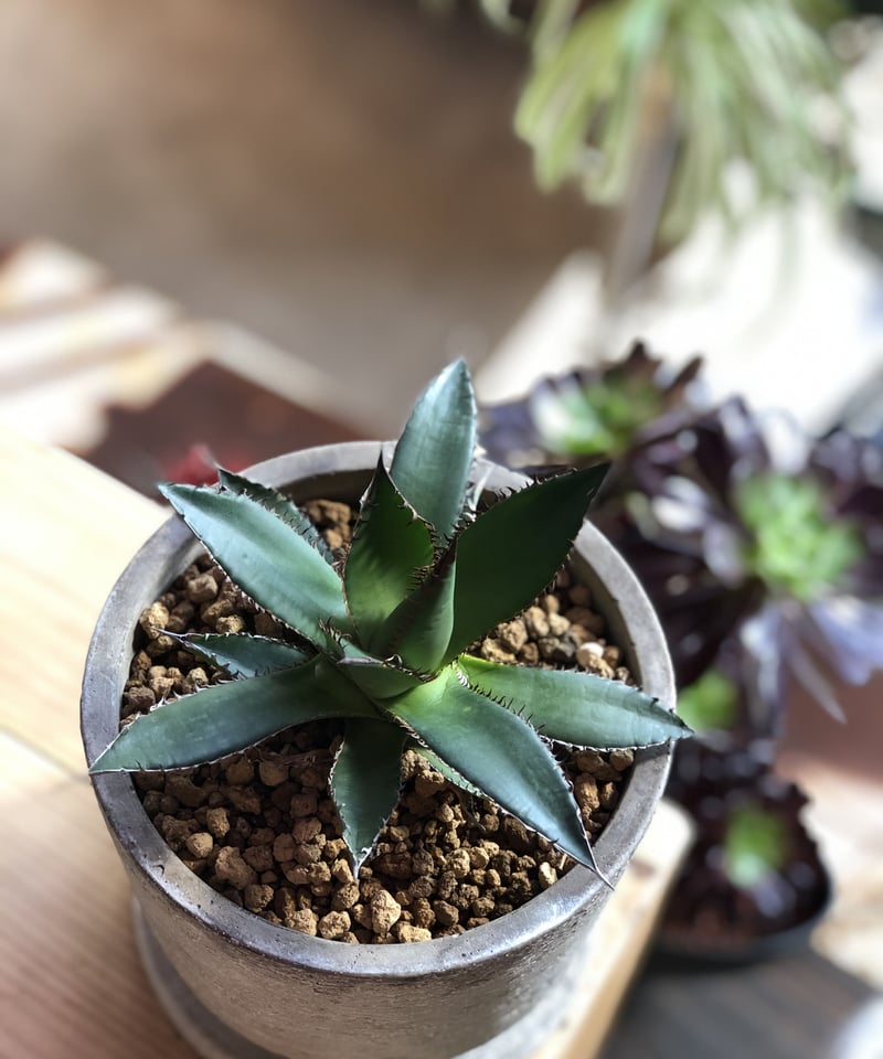 1点もの】Agave Horrida アガベ ホリダ | ¨MONKEY TREE¨ by 1点もの】Agave Horrida アガベ ホリダ | ¨MONKEY TREE¨ by