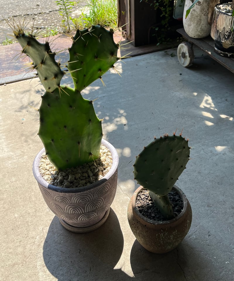 金棘 寒さに強いウチワサボテン | ¨MONKEY TREE¨ by SABOTEN MISSILE