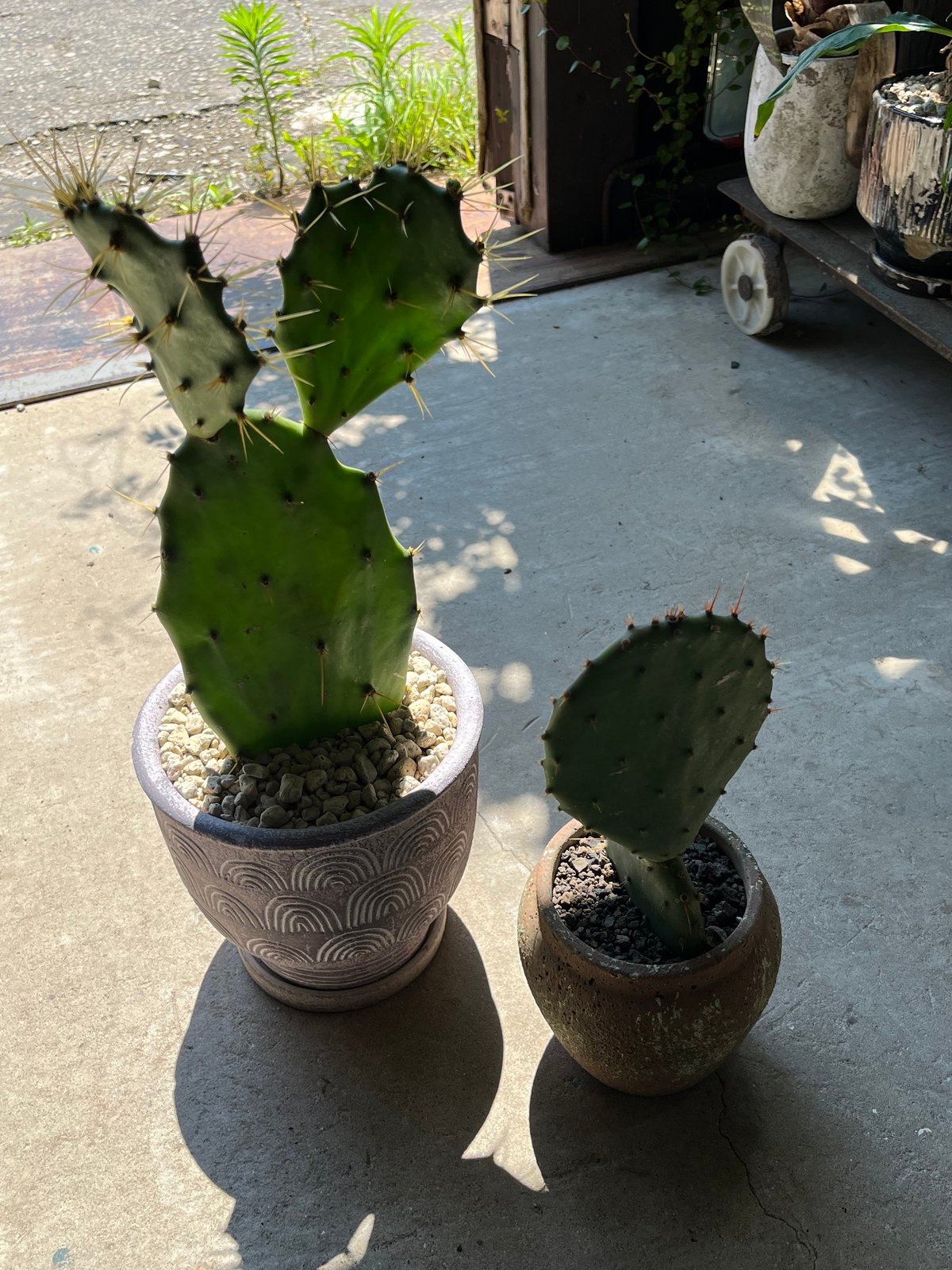 金棘 寒さに強いウチワサボテン | ¨MONKEY TREE¨ by SABOTEN MISSILE