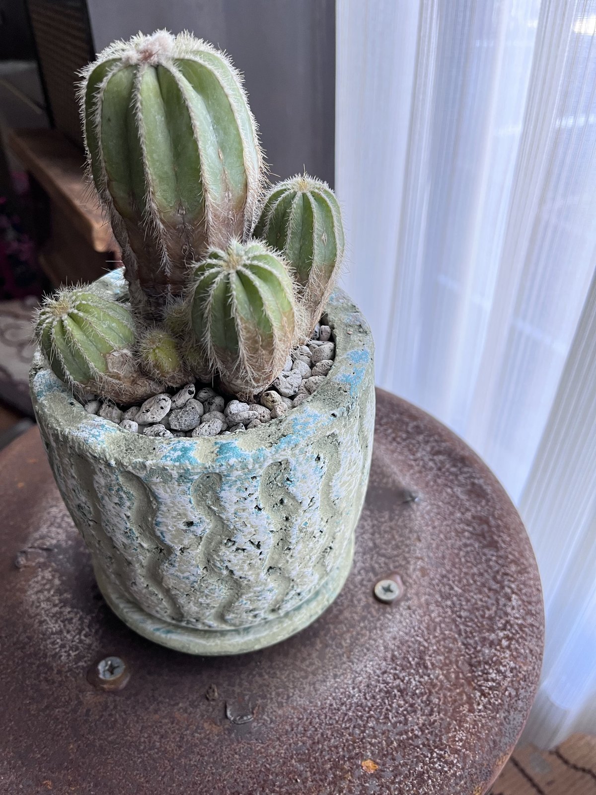 1点もの】Eriocactus magnificus マグニフィカス 英冠玉 群生株 | ¨