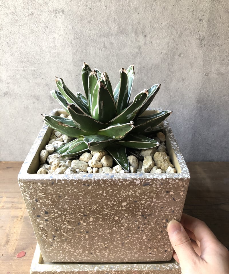 アガベ　victoriae-reginae(笹の雪)群生濃白模様 楽天市場】アガベ ササノユキ 笹の雪 Agave victoriae reginae
