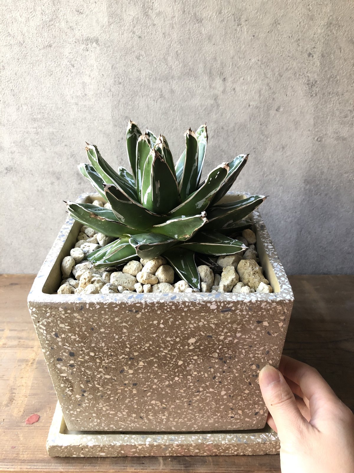 1点もの】Agave victoriae-reginae アガベ 笹の雪 | ¨MONKEY