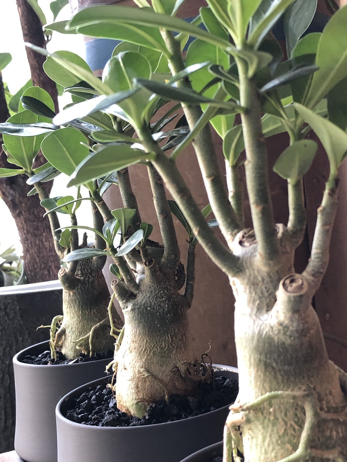 adenium obesum アデニウム砂漠のバラ | ¨MONKEY TREE¨ by