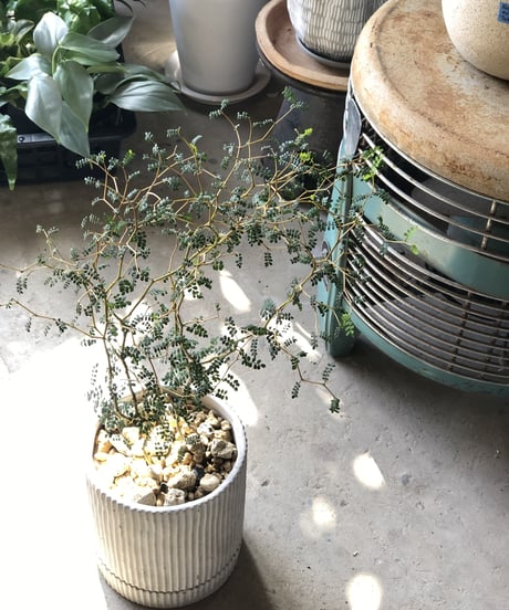【1点もの】 Sophora prostrata 'Little Baby'   ソフォラ トルベイビー