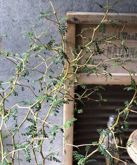 【1点もの】 Sophora prostrata 'Little Baby'   ソフォラ トルベイビー