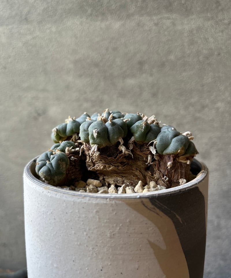 Lophophora williamsii ロフォフォラ 烏羽玉 ウバダマ | ¨MONKEY