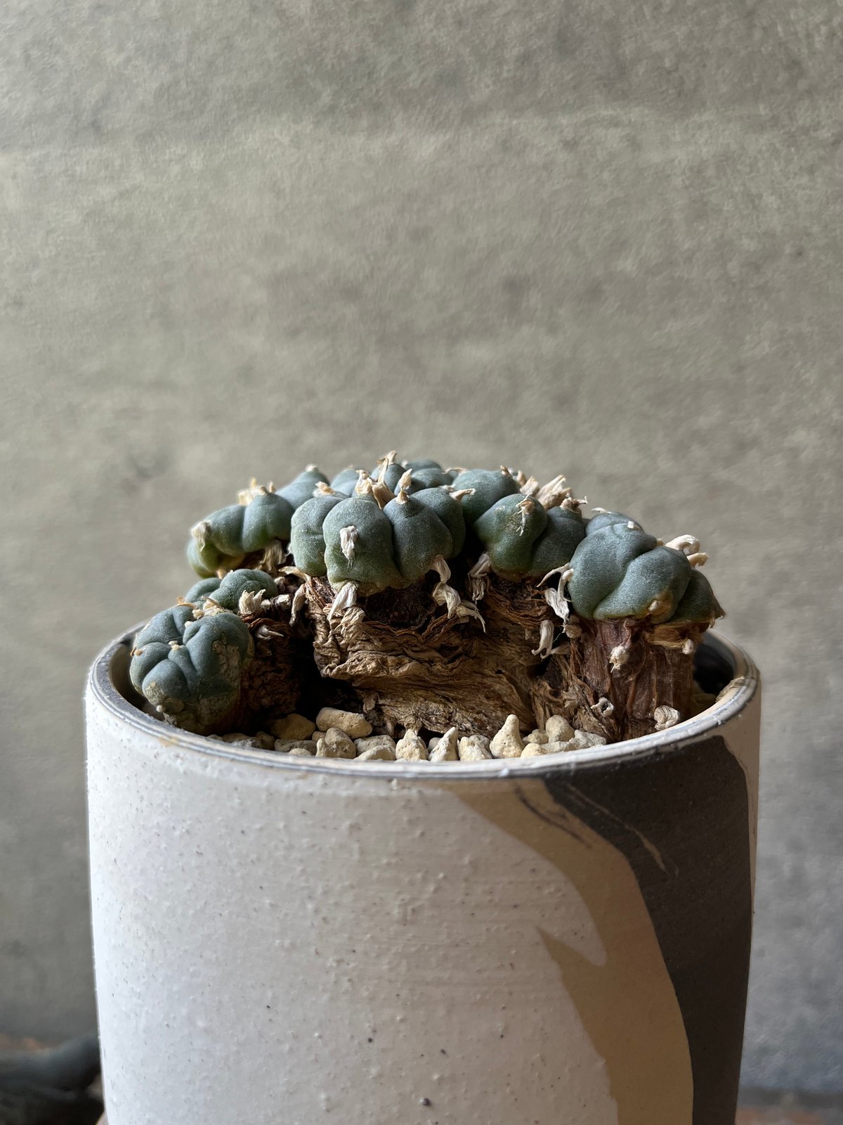 Lophophora williamsii ロフォフォラ 烏羽玉 ウバダマ | ¨MONKEY