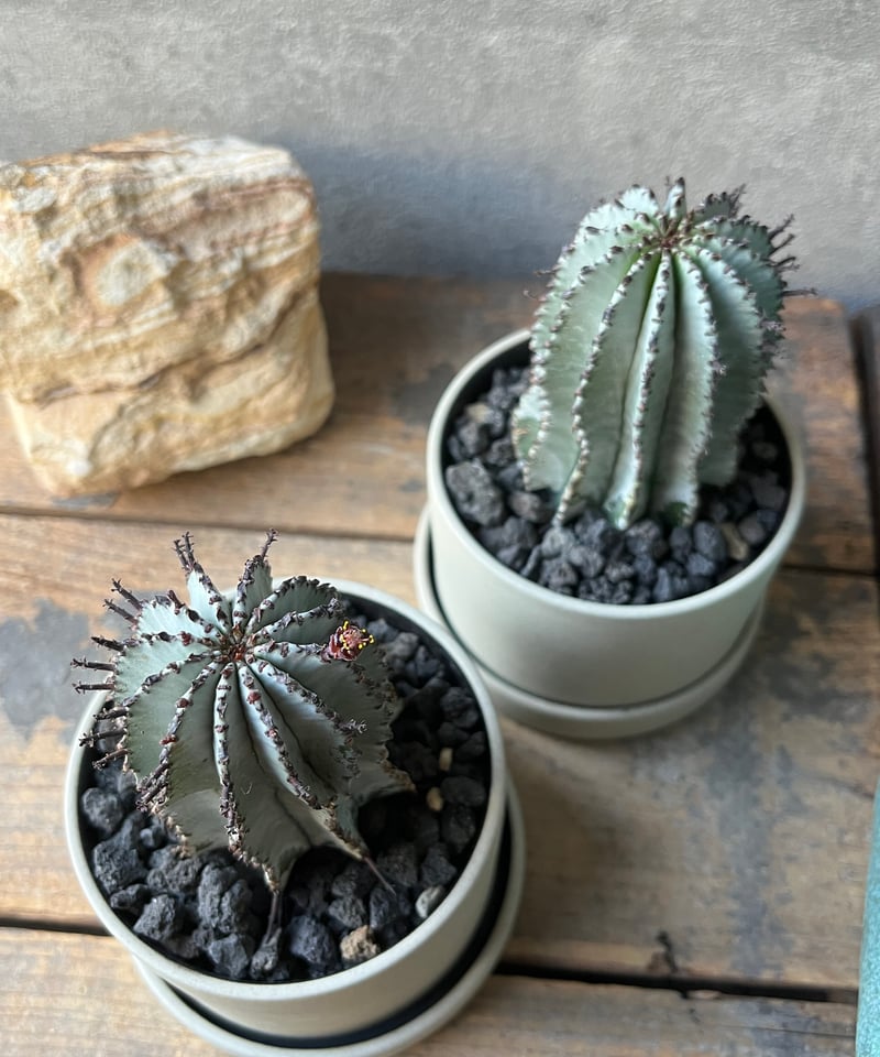 uphorbia polygona ユーフォルビア 白衣ポリゴナ | ¨MONKEY TRE