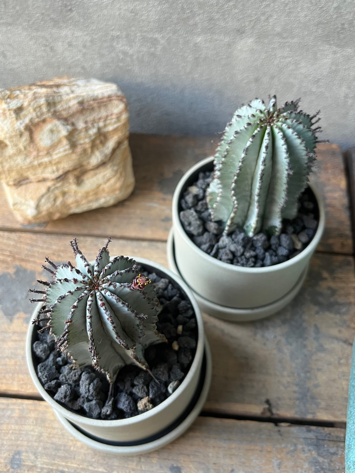 uphorbia polygona ユーフォルビア 白衣ポリゴナ | ¨MONKEY TRE