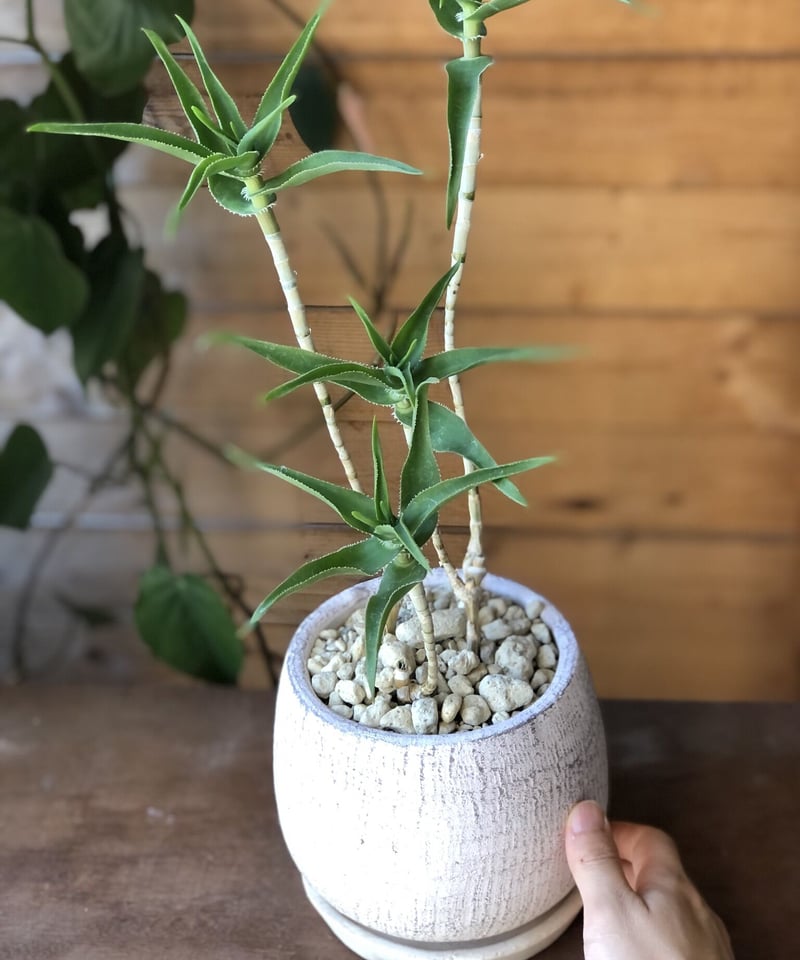 Aloe SP 青々錦 | ¨MONKEY TREE¨ by SABOTEN MISSILE