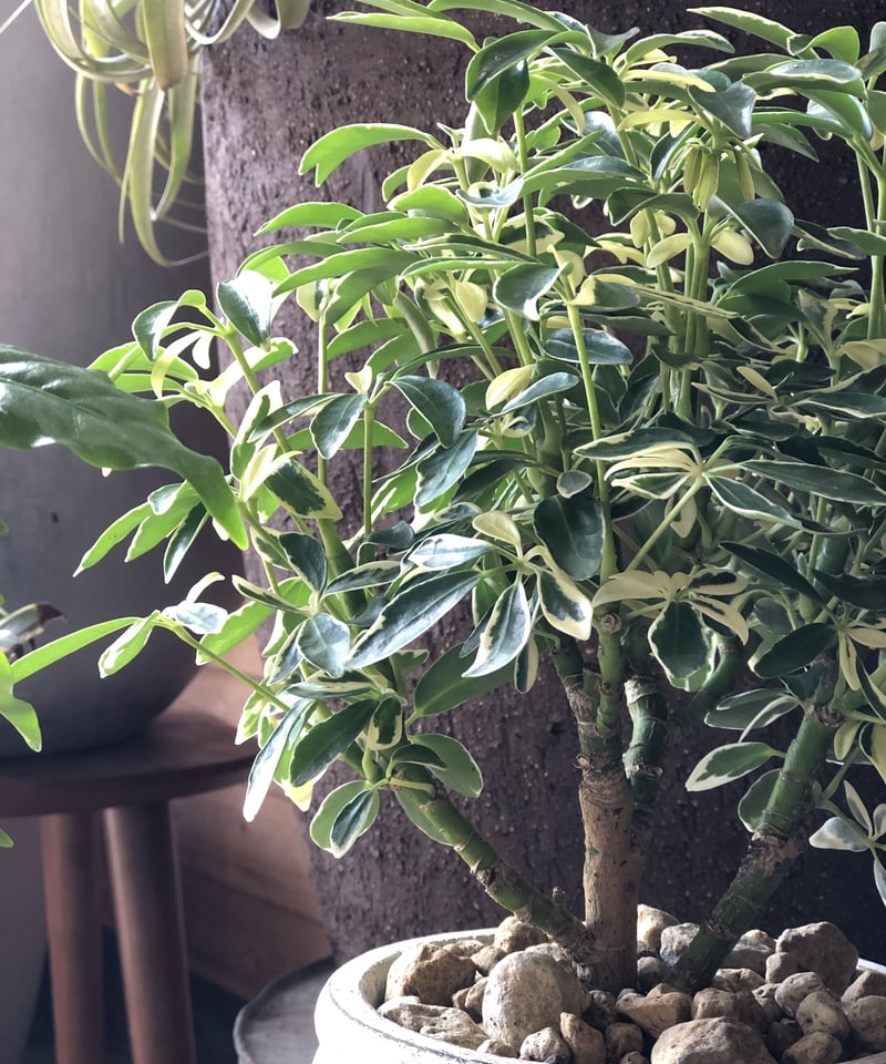 シェフレラ fit=scale-down,w=1200