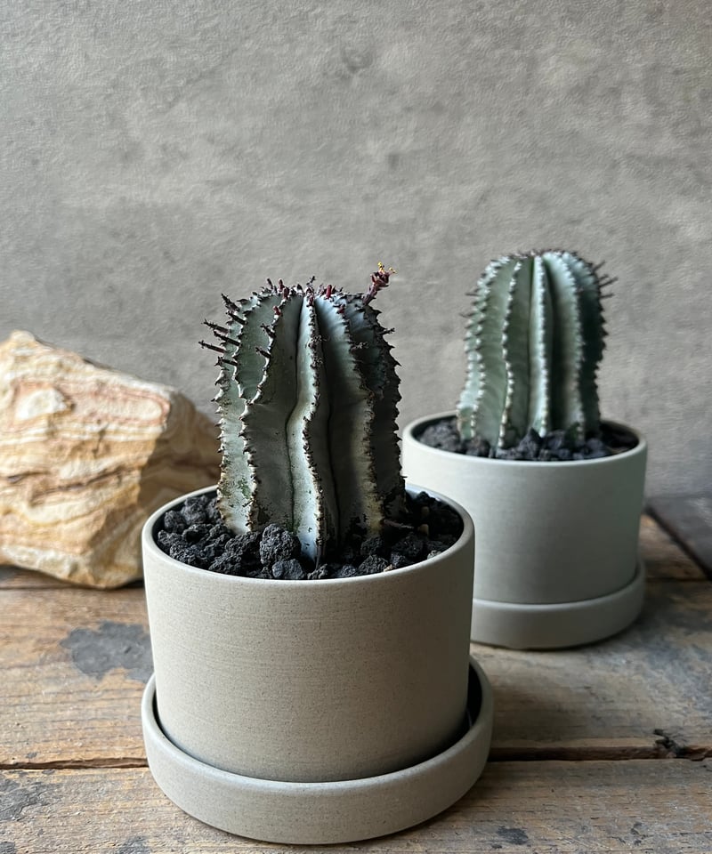 uphorbia polygona ユーフォルビア 白衣ポリゴナ | ¨MONKEY TRE
