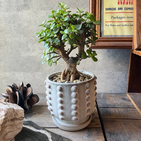 鉢植え | STORES
