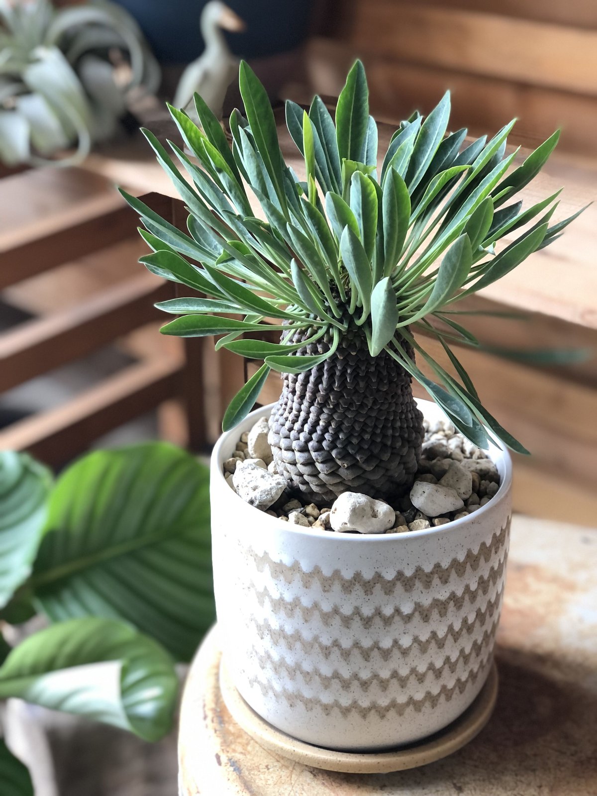 A052 ユーホルビア鉄甲丸Euphorbia bupleurifolia 2株 ユーフォルビア 鉄甲丸 Euphorbia bupleurifolia | mana's fa