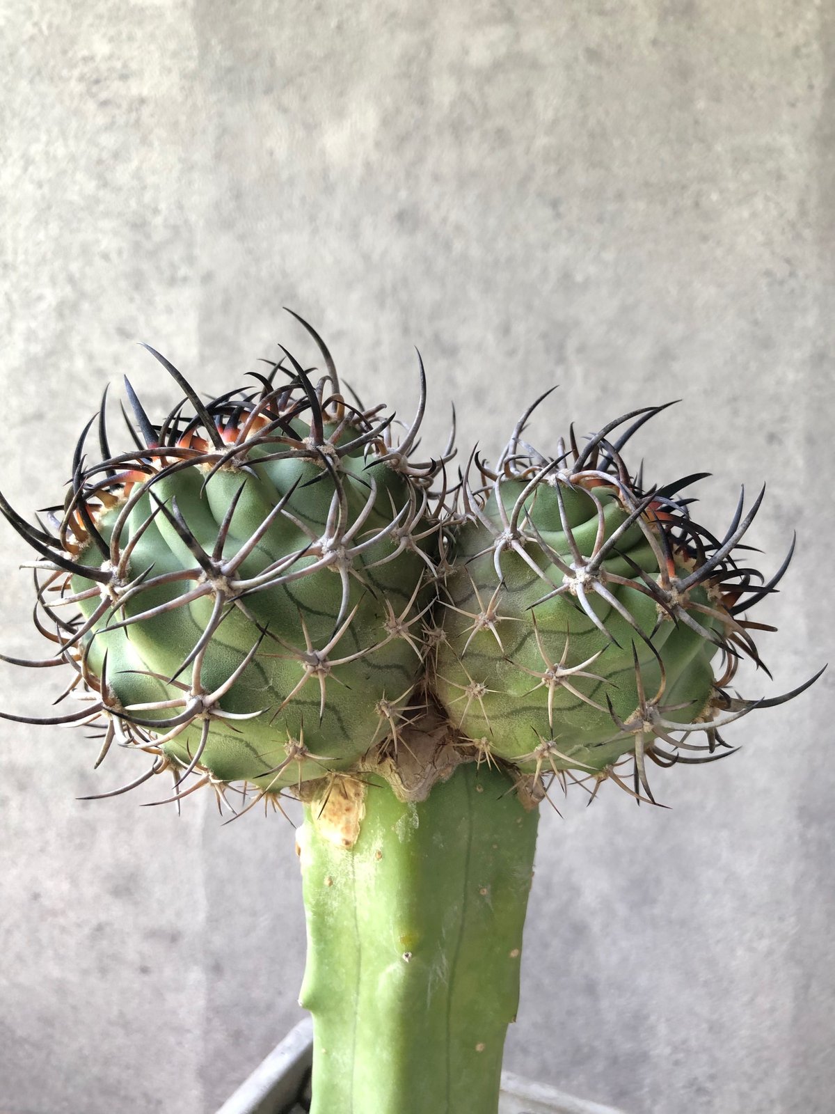 径約10.5cm 五百津玉 短台付き エリオシケ 黒刺 サボテン サボテン エリオシケ 五百津玉 強棘