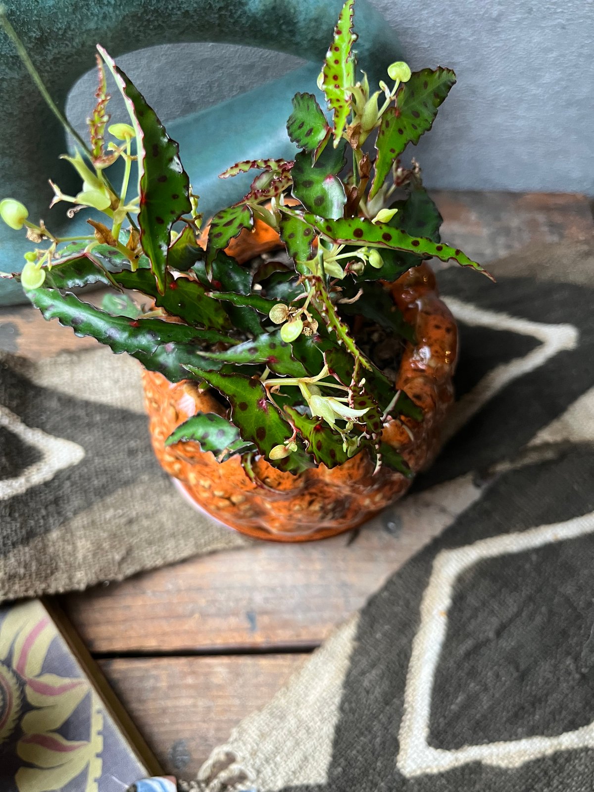 専用❣️大特価ベゴニア・アンフィオクサス Begonia amphioxus B Begonia amphioxus ベゴニア アンフィオクサス | ¨MONKEY TREE¨