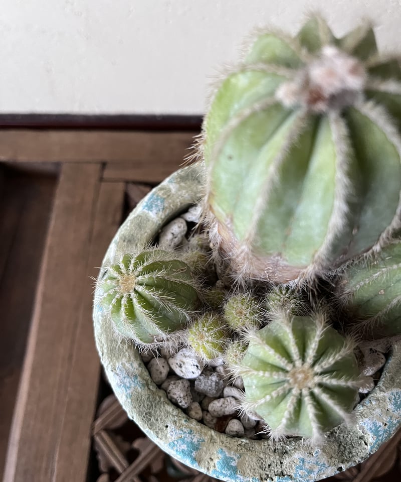 1点もの】Eriocactus magnificus マグニフィカス 英冠玉 群生株 | ¨
