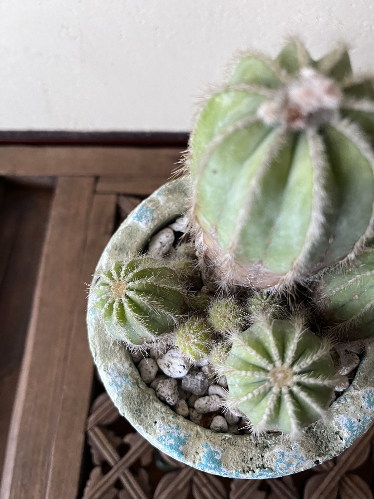 英冠丸 群生 エリオカクタス属 Eriocactus Magnificus