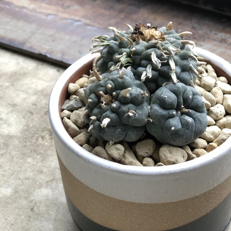 コピアポア 鳥羽玉 花籠 烏丸 カキコ計15株 コピアポア 鳥羽玉 花籠 烏丸 カキコ計15株 akebi_94419184-4efb