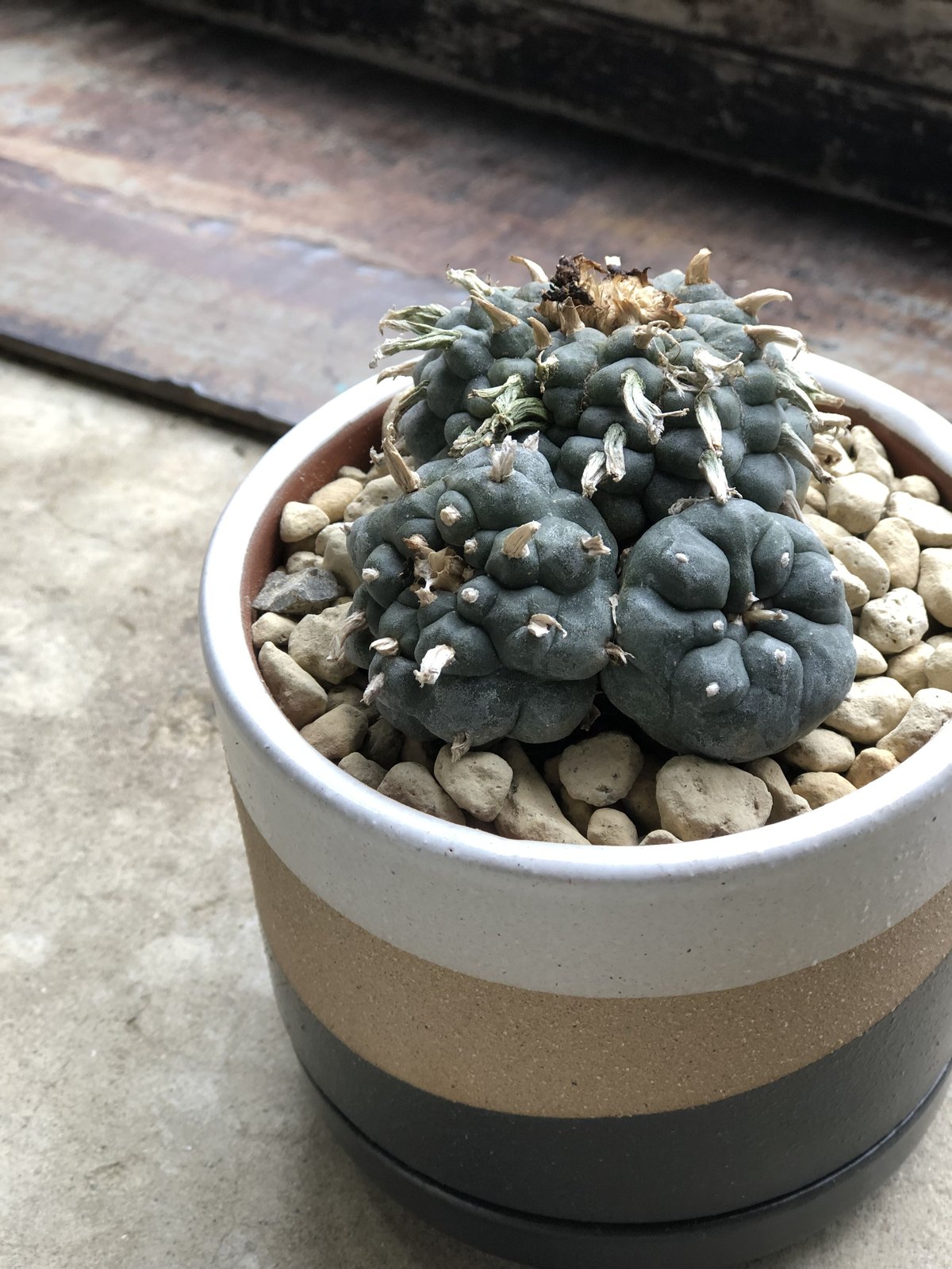 古株】激渋二頭銀冠玉 Lophophora fricii 烏羽玉 ロフォフォラ 古株