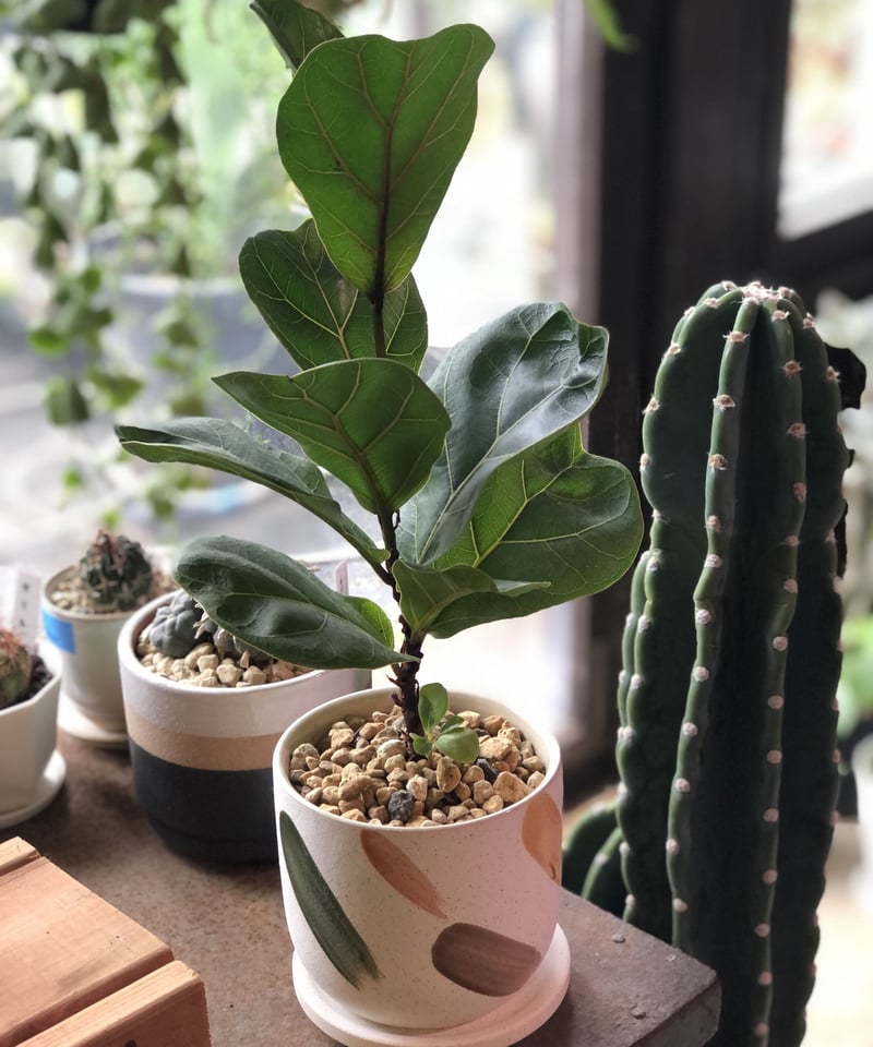 観葉植物 フィカス リラータ バンビーノ