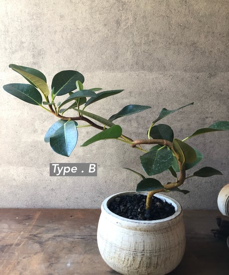 【選べる】Ficus rubiginosa  曲がりのフランスゴム