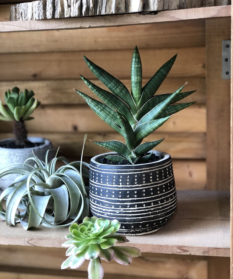 sansevieria サンスベリア モトムケニア | ¨MONKEY TREE¨ by