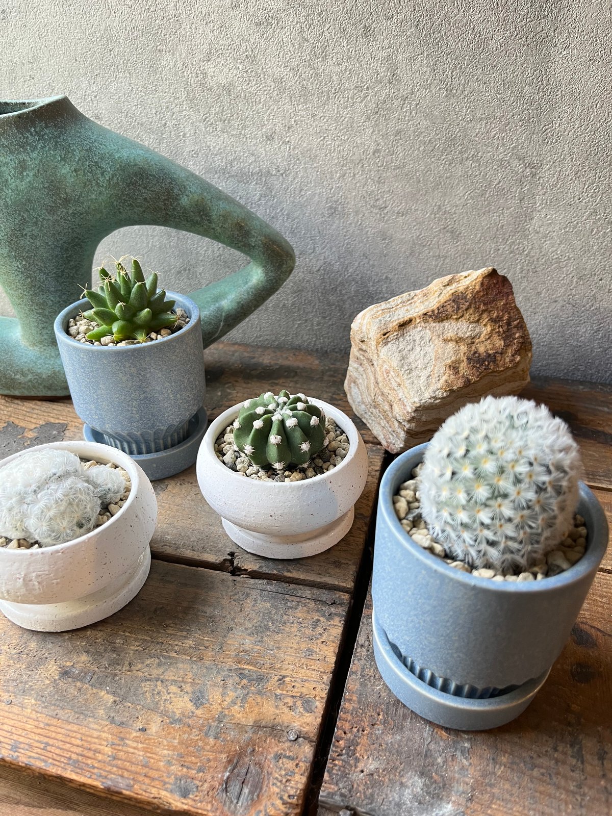 Dolichothele uberformis 海王星 | ¨MONKEY TREE¨ by