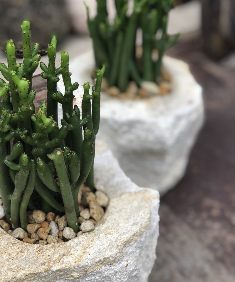 Euphorbia cedrorum ユーフォルビア セドロルム | ¨MONKEY TR