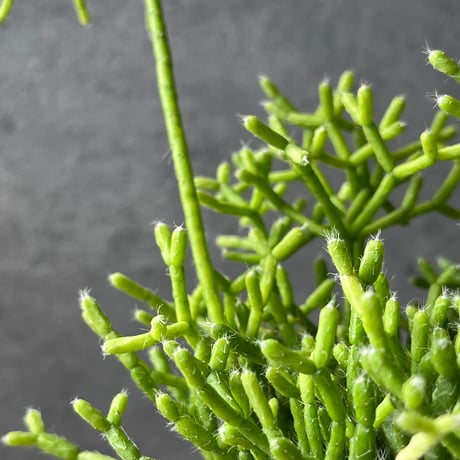 リプサリス | STORES