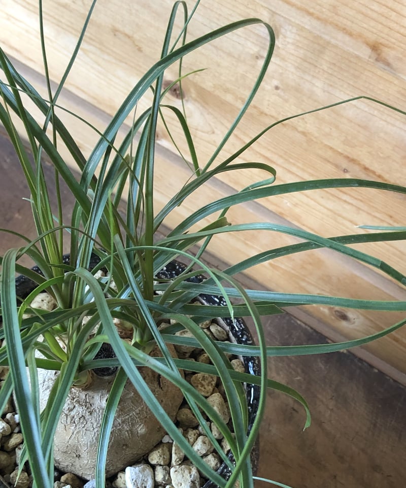 1点もの】 Beaucarnea recurvata トックリラン | ¨MONKEY T